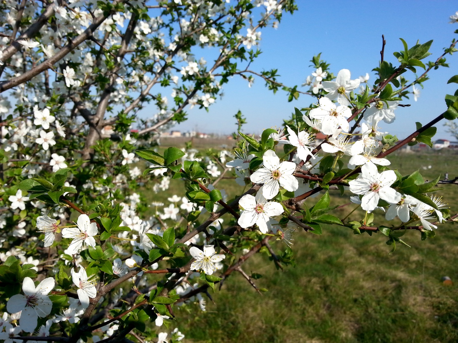 Spring blossoms: apricot tree, cherry blossom and others