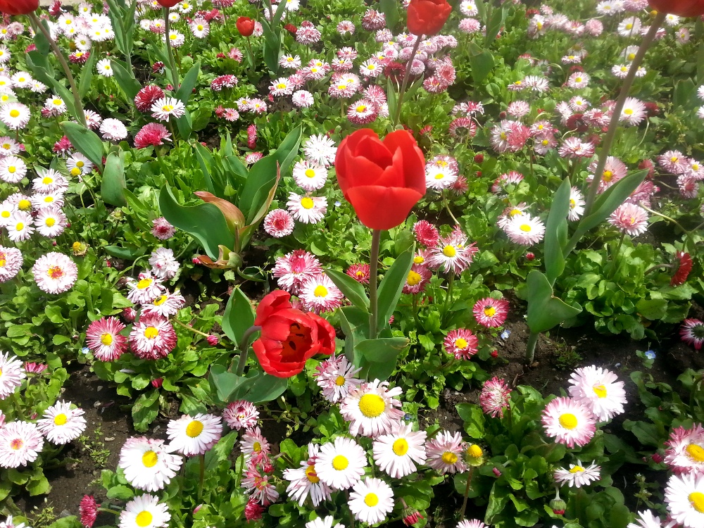 Beautiful daisies and tulips in Carol Park, Bucharest