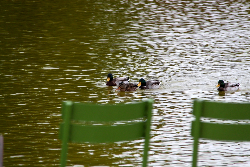 Ducks from The Tuileries Garden in Paris
